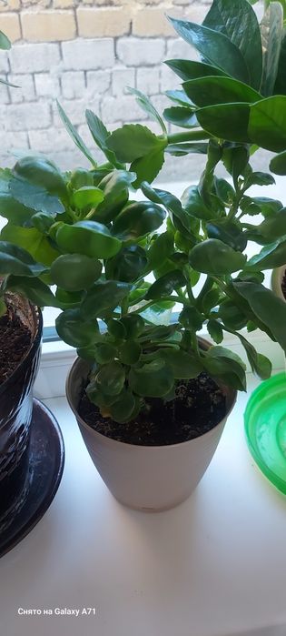 Комнатные растения