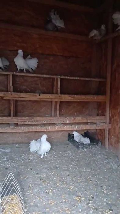 Vând porumbei 8 bucăți