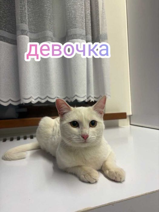 Коты и кошки в добрые руки