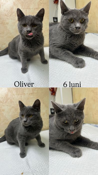 Pisoi disponibili pentru adopție