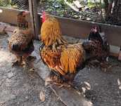 Brahma gold pui 1-4 luni