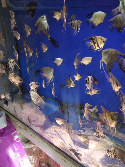 Аквариум разные виды