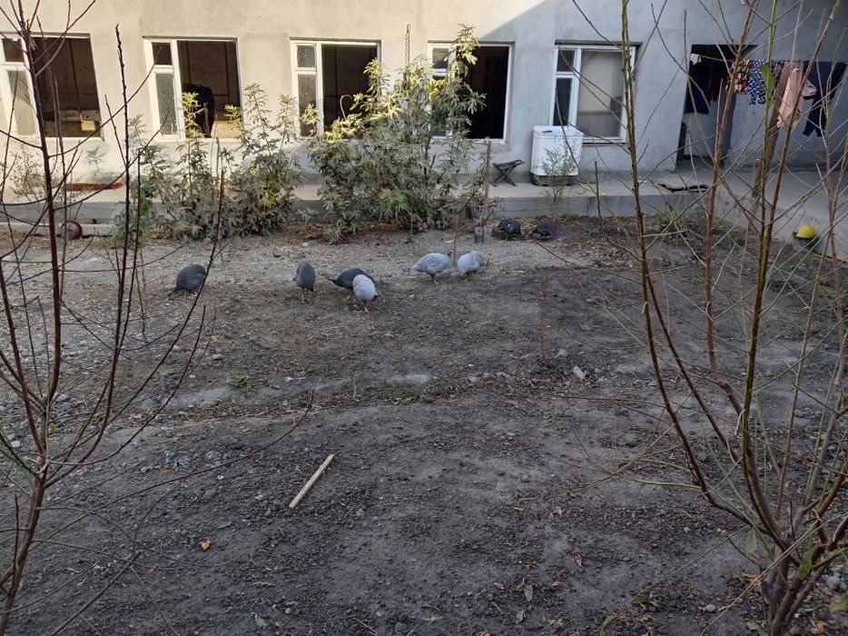 Тесарка сотилади