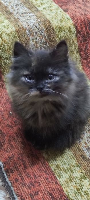 Отдам котенка в хорошие и добрые руки