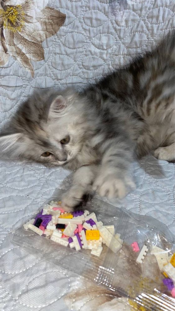 Продам котяток шиншилы.