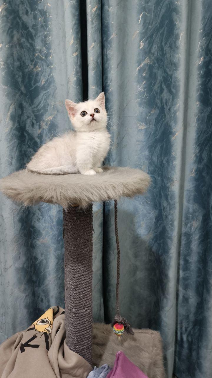 Продаётся котёнок породы манчики