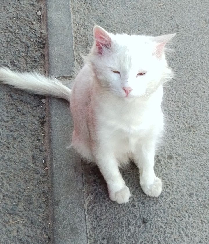 Кот Беляш ищет ДОБРЫЙ ДОМ