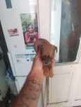 Donez pui Pinsher pitic