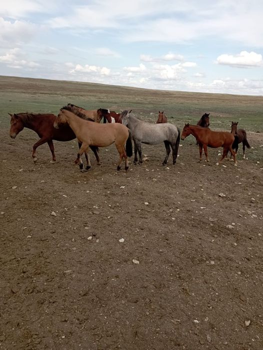 Жабагы соғым сатамын