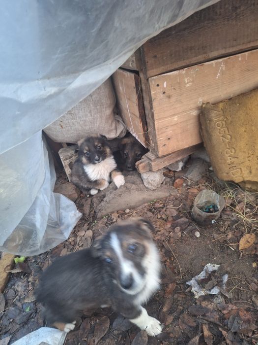 ОТДАДИМ В добрые руки  щенят мальчики и девочки!