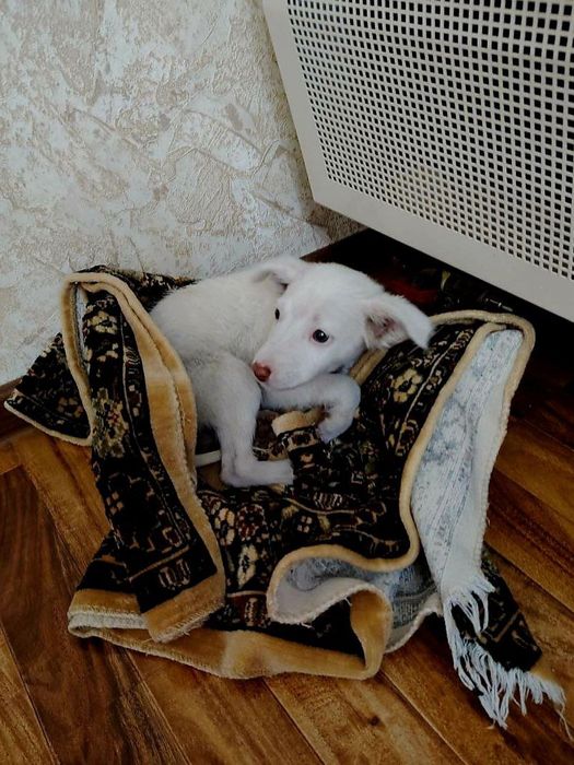 Щенок даром в добрые руки