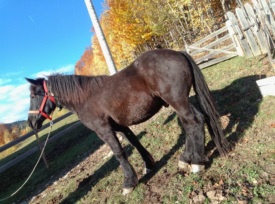 Vând cal de 3 garantat