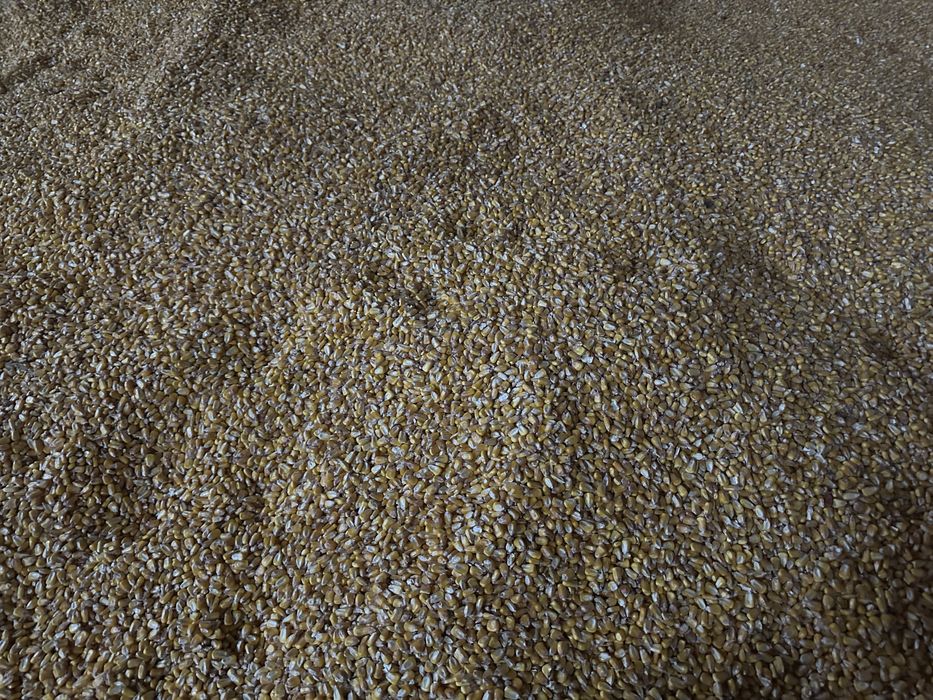 Porumb Boabe , Graunte 2025 Monsanto