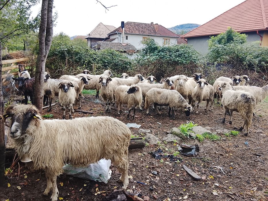 Vând 11 oi și 3 capre