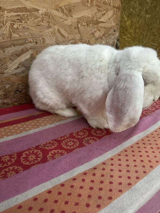 Iepuri berbec german