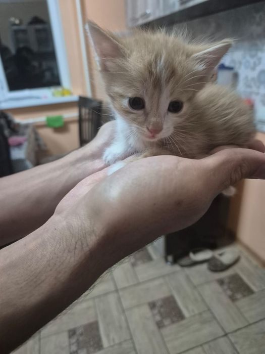 Бесплатно.Отдам в хорошие руки