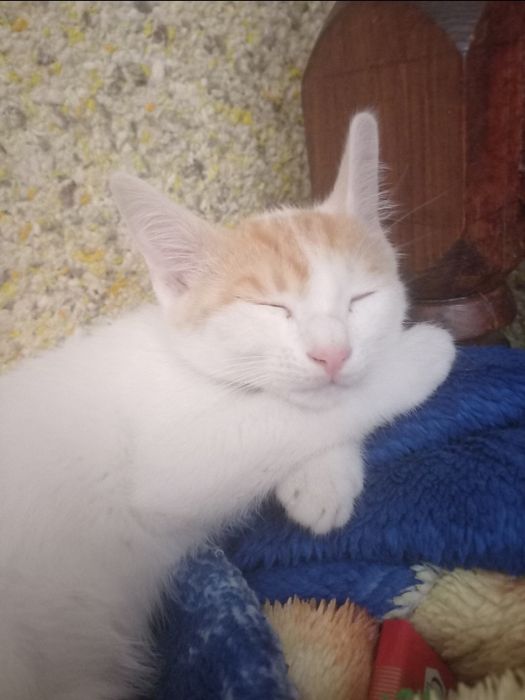 Mushuk yo‘qoldi, yordam berib yuborilar iltimos.