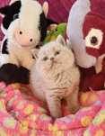 British shorthair