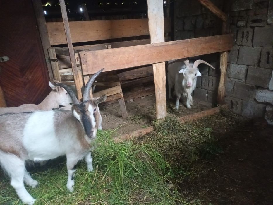 Capre saanen metish un țap 3 capri disponibile