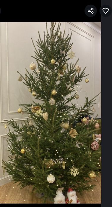 Живая Ель доя дома. Натуральный Елка. Ёлка Живая. Голубая Елка . Ёлка