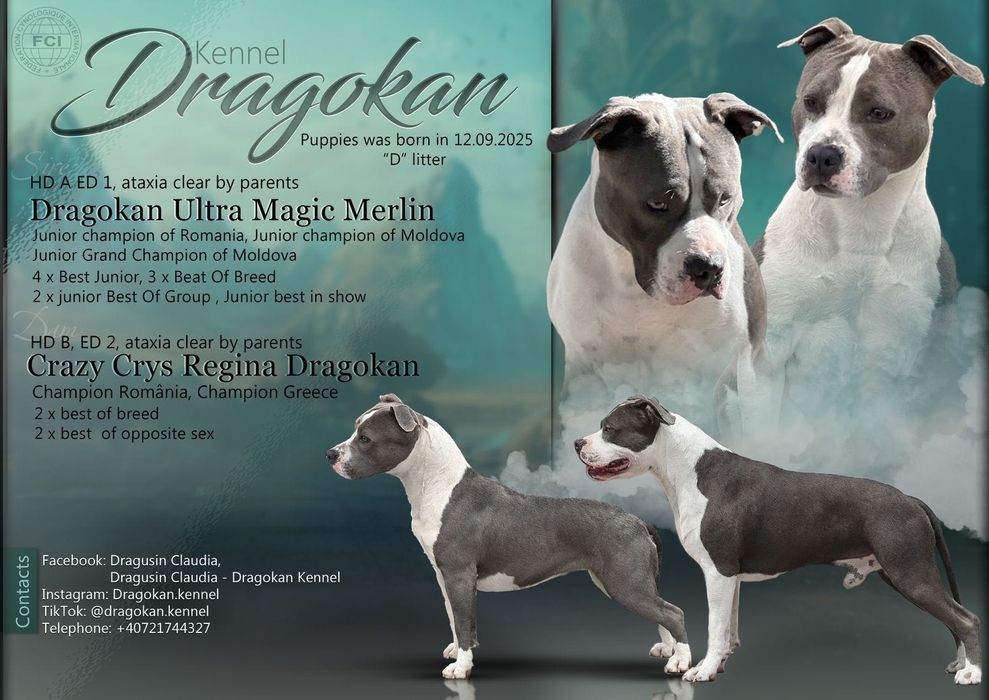 Amstaff rasă pură cu pedigree