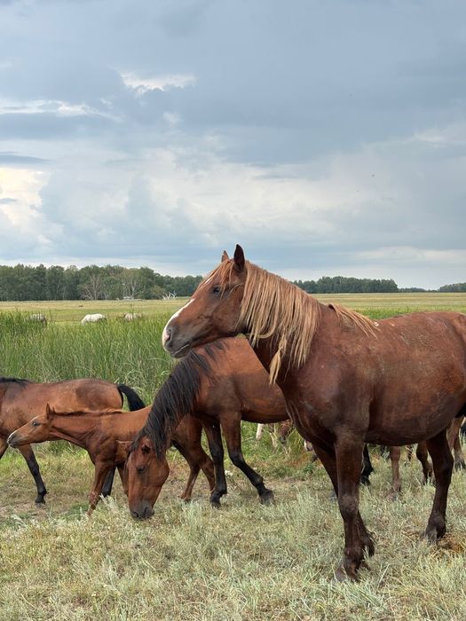Продается жеребцы
