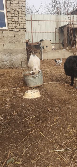 Эчкилар сотилади