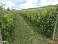 Teren agricol cu vita de vie-Ghioroc