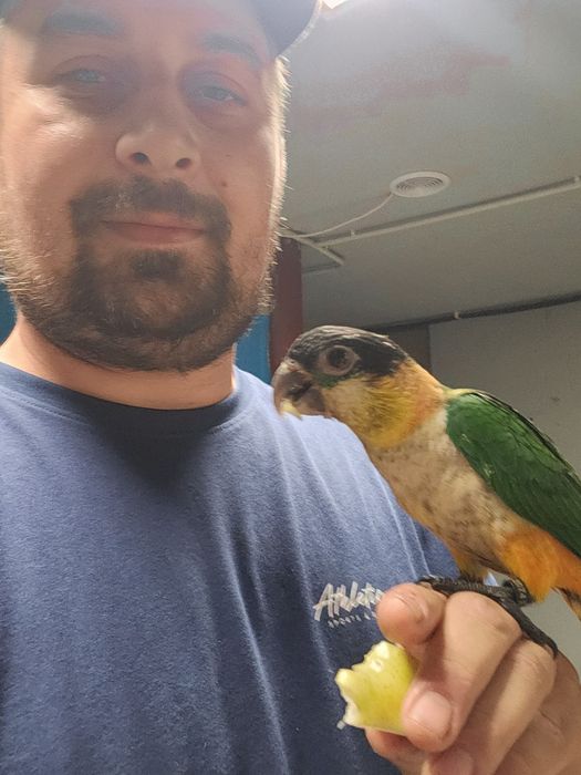 Pui papagali Caique cap negru/ sapca neagra