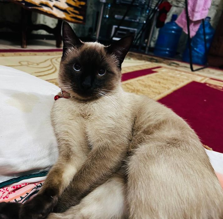 Сиямиский кошка домашний