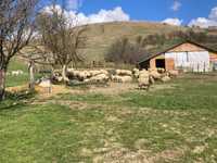 Vând turmă de oi