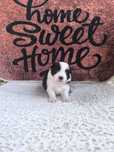 Border Collie cu Pedigree