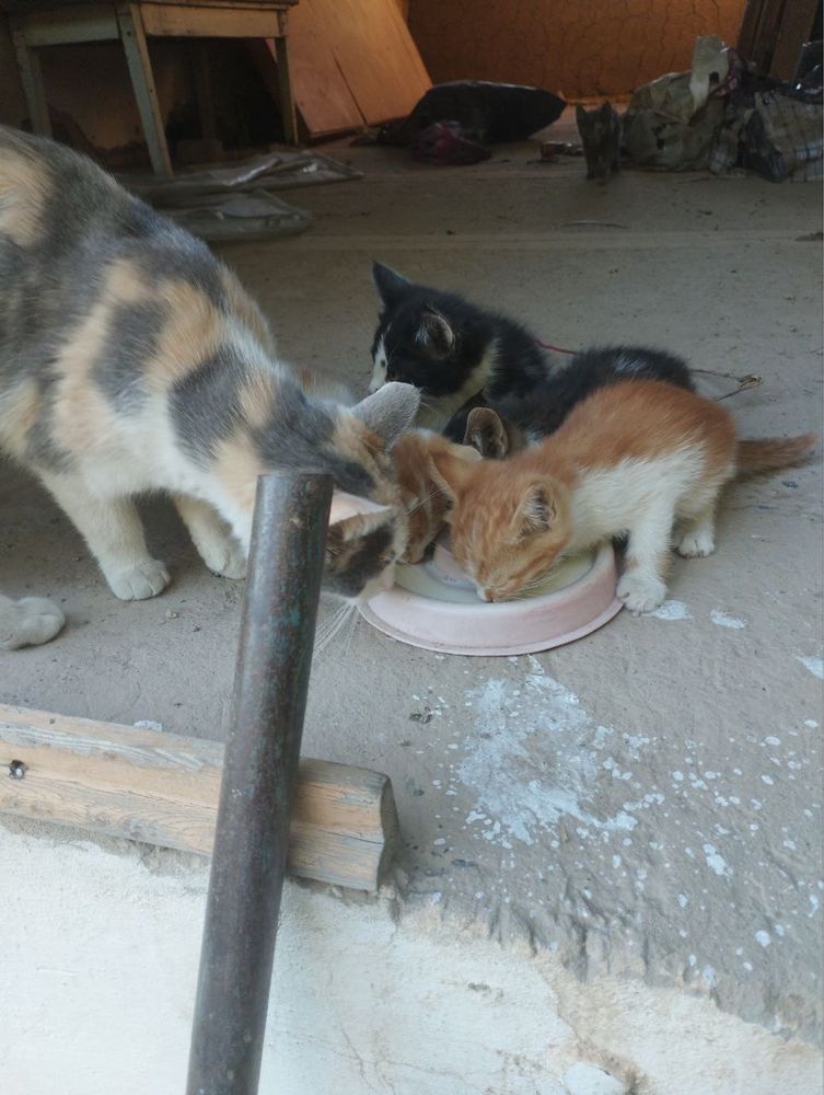 Котята в добрые руки