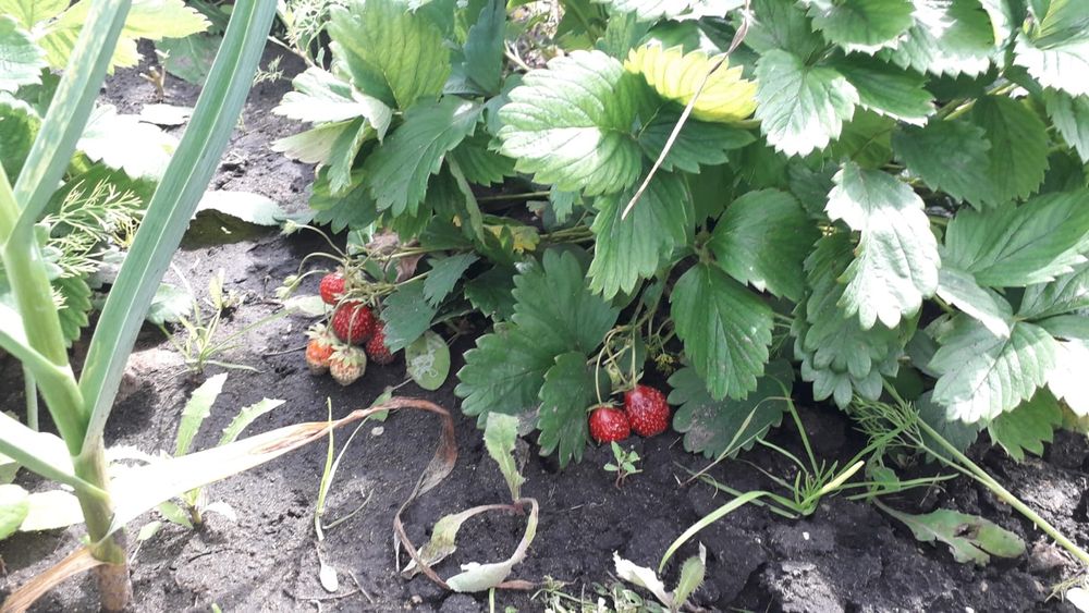 Срочно Дачный участок