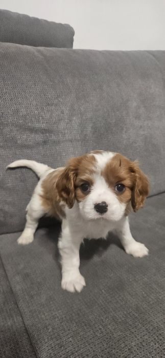 Кавалер Кинг Чарлз Шпаньол.