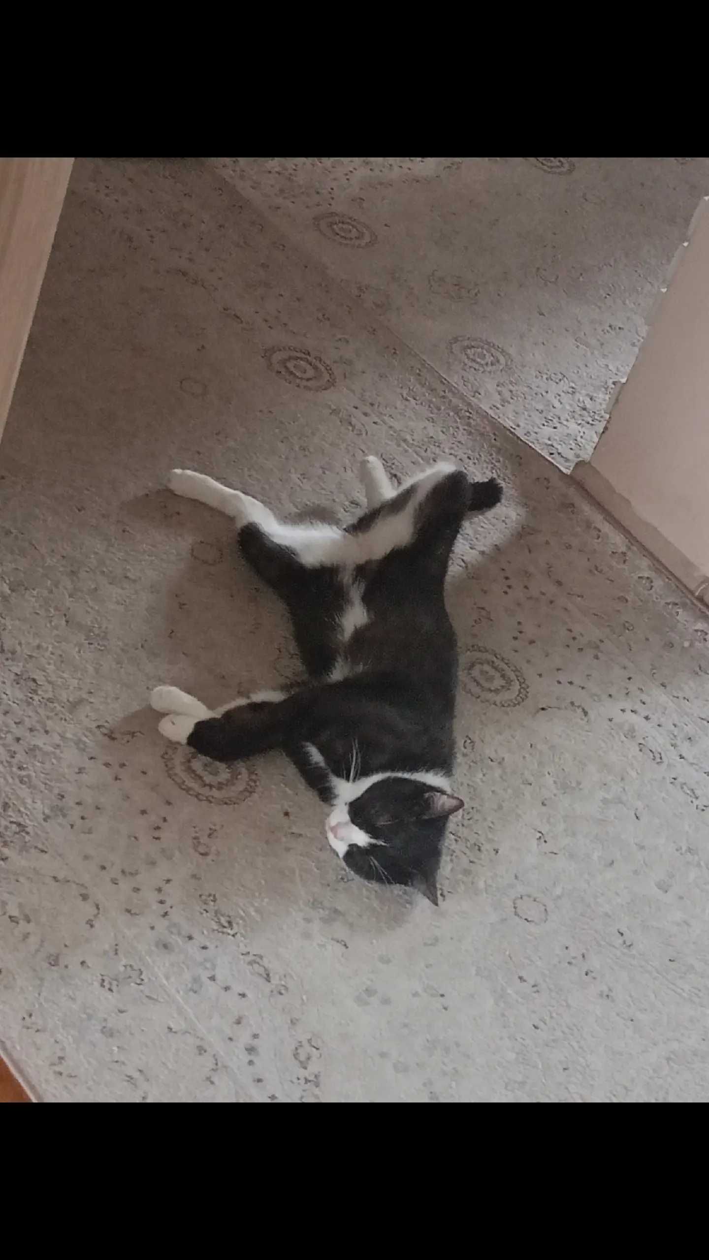 кот по кличке Афоня