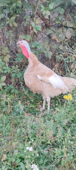 Curci si curcani red bourbone