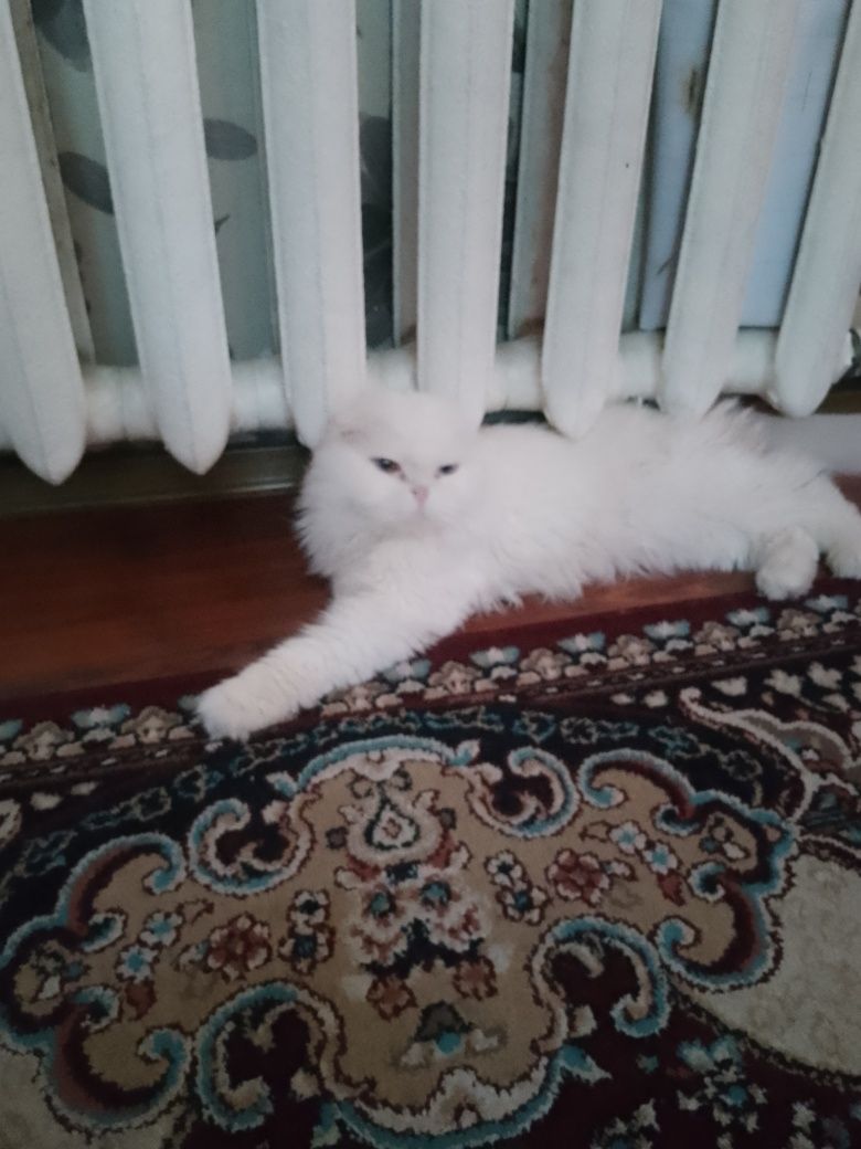 Продаёться котик