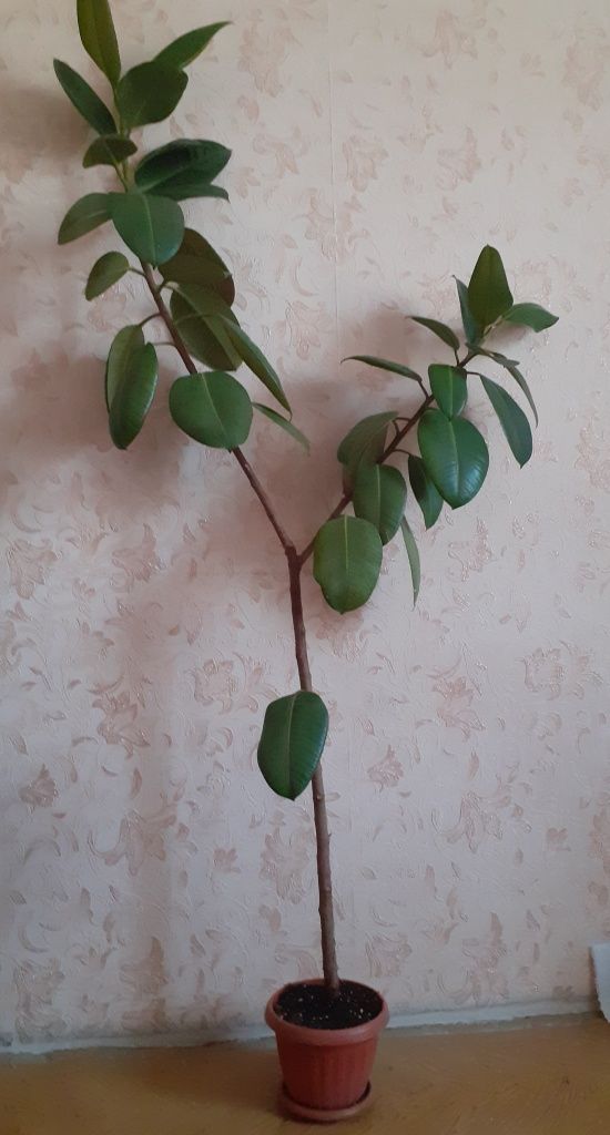 Продается фикус.