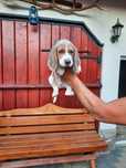 Beagle tricolor 2 luni