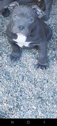 American Bully Pocket