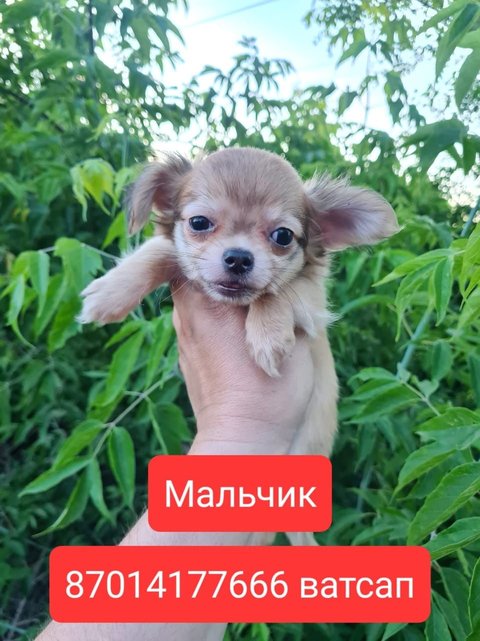Продам щенков чихуахуа