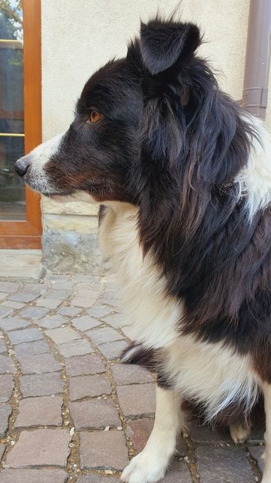 Border collie pui