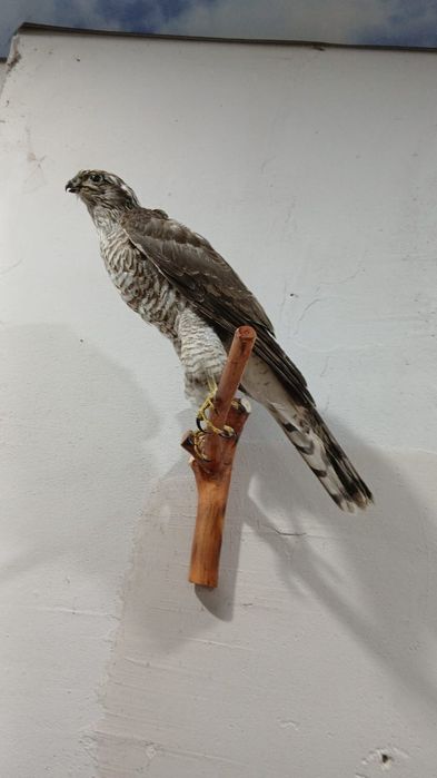 Муляж чучело птиц