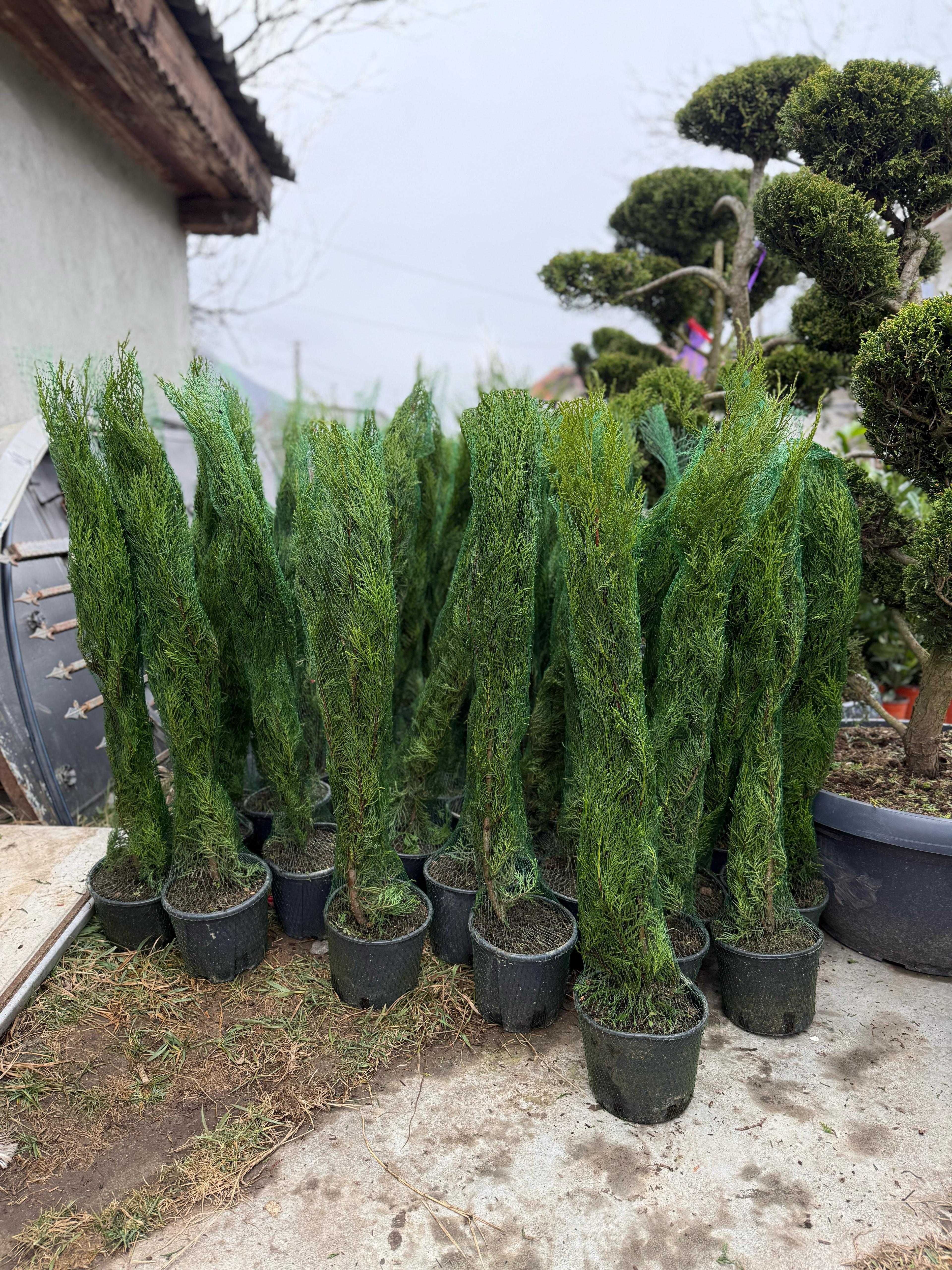 Oferim plante ornamentale superbe, direct din pepinieră!