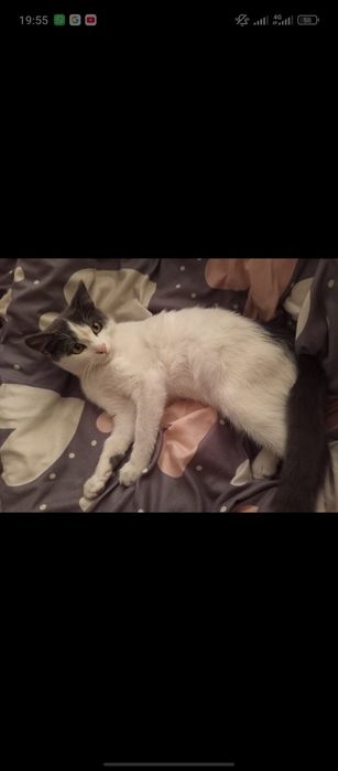 потерялся котенок