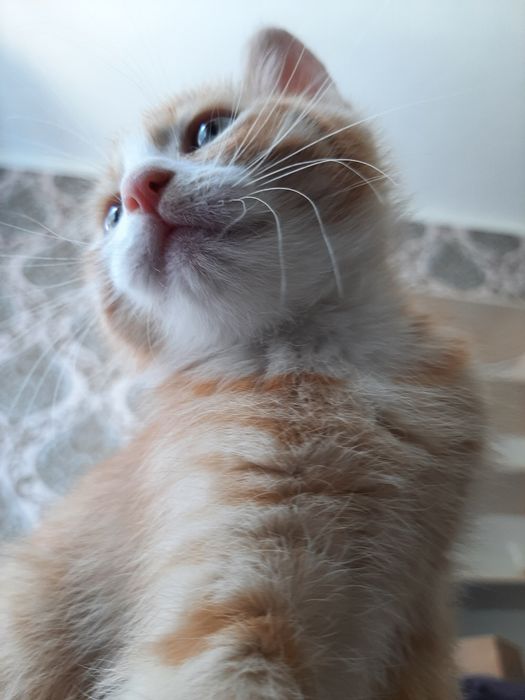Отдадим котят в хорошие руки