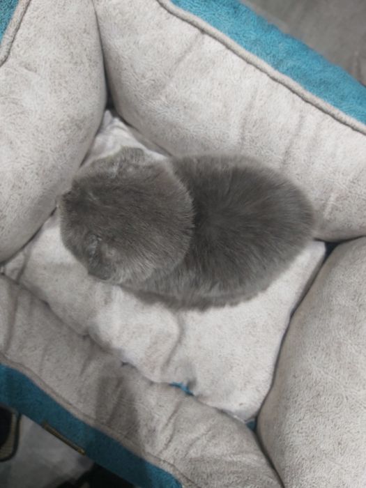 Скоттиш фолд 3 ойлик