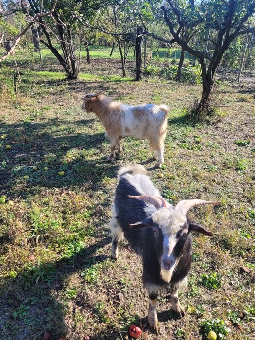 Iezi de vanzare, varsta ~ 9luni