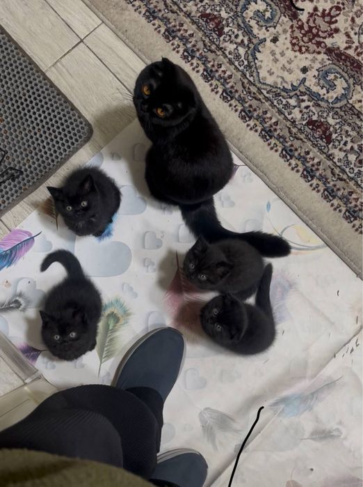 Скотиш страйт/фолд